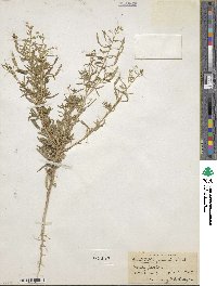 Polanisia jamesii image