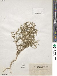 Polanisia jamesii image