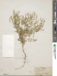 Polanisia jamesii image