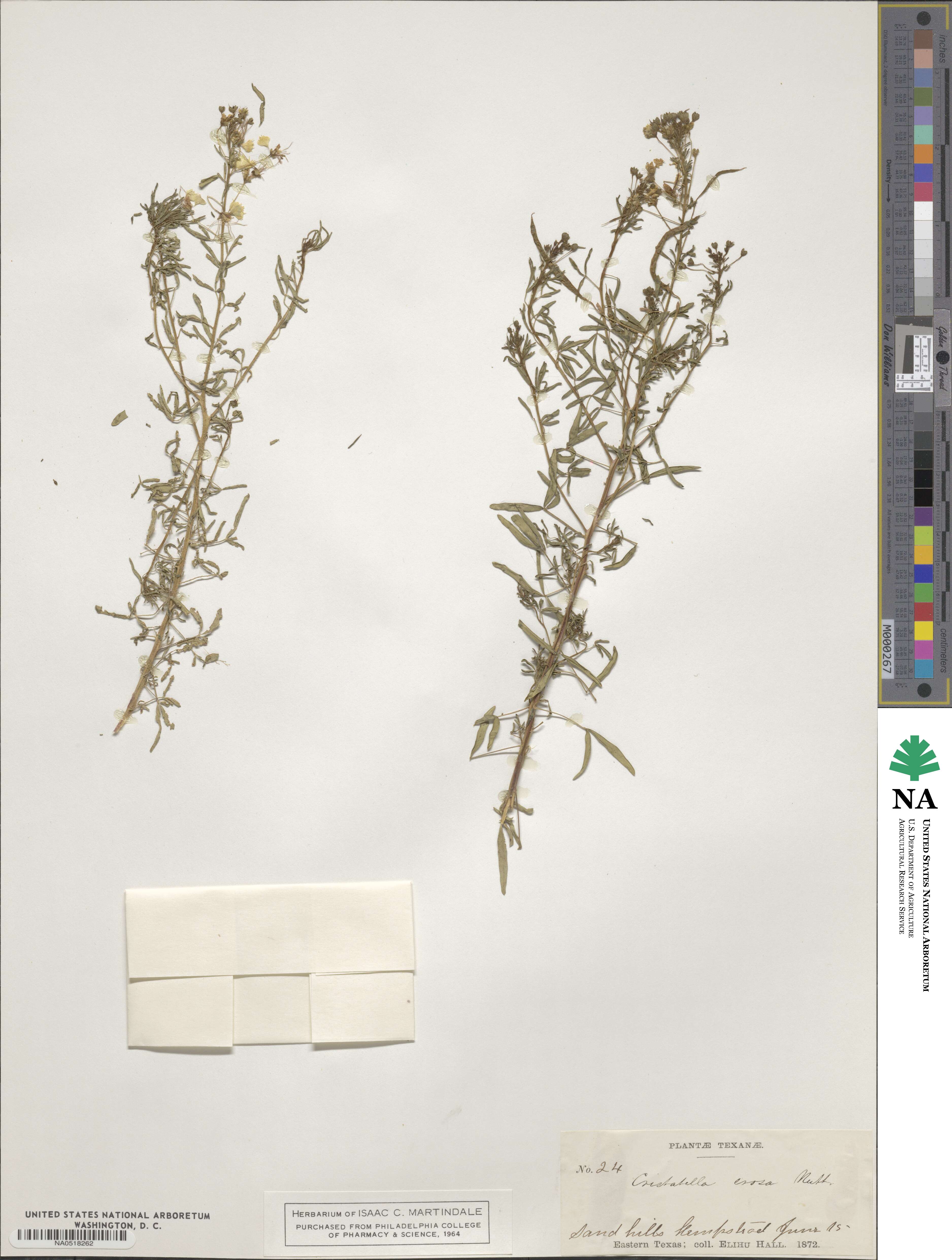 Polanisia erosa image