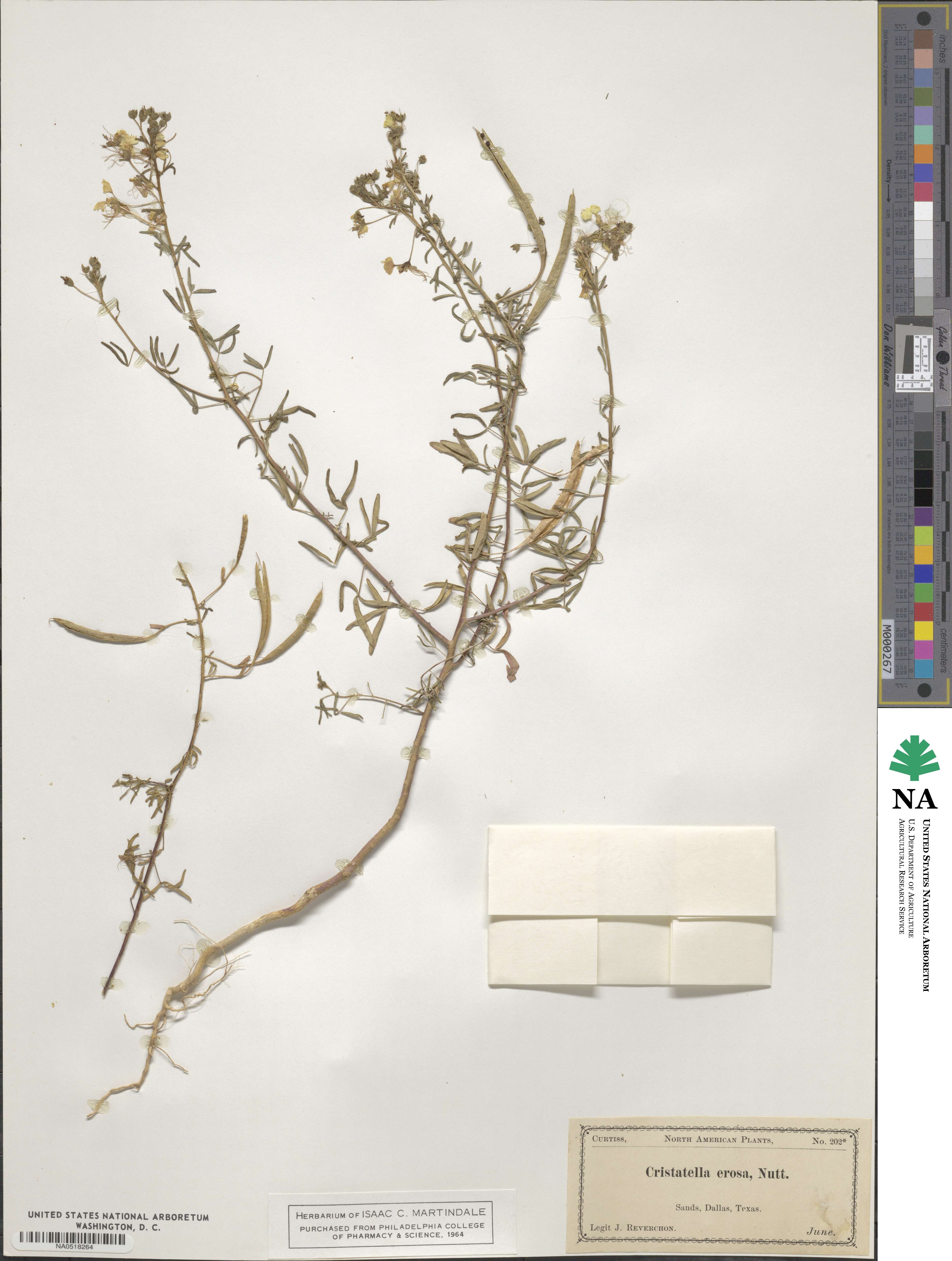 Polanisia erosa image