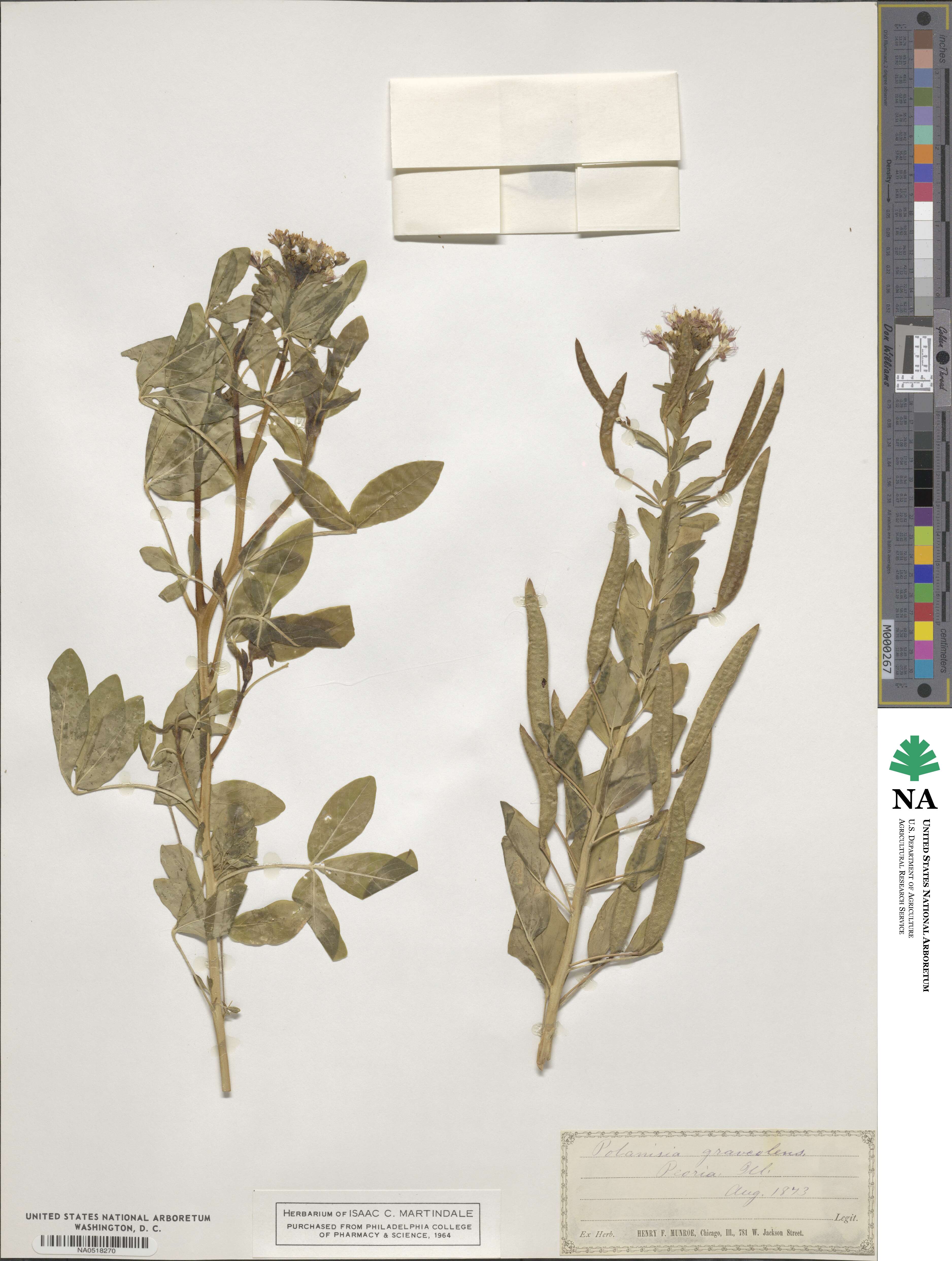Polanisia dodecandra image