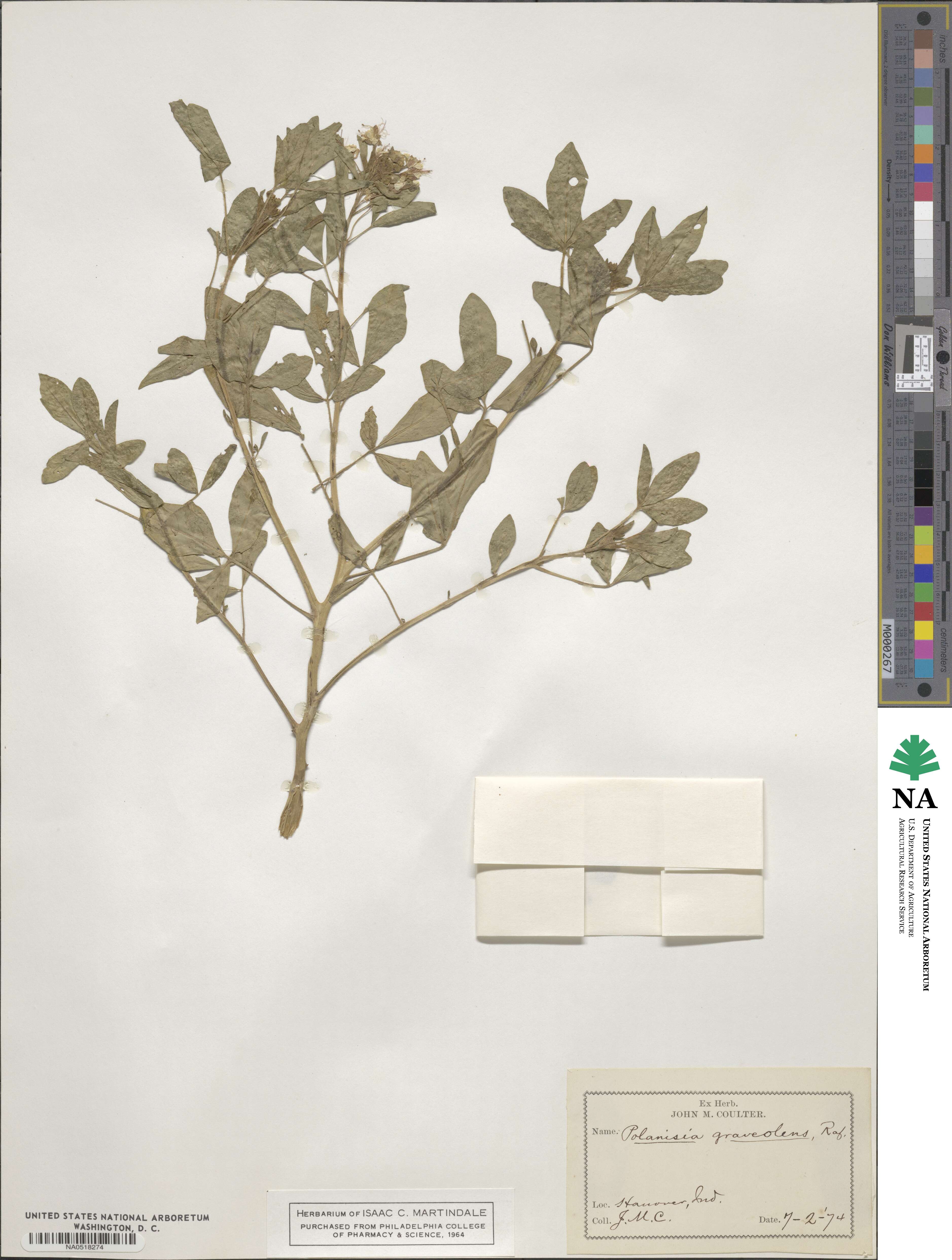 Polanisia dodecandra subsp. dodecandra image