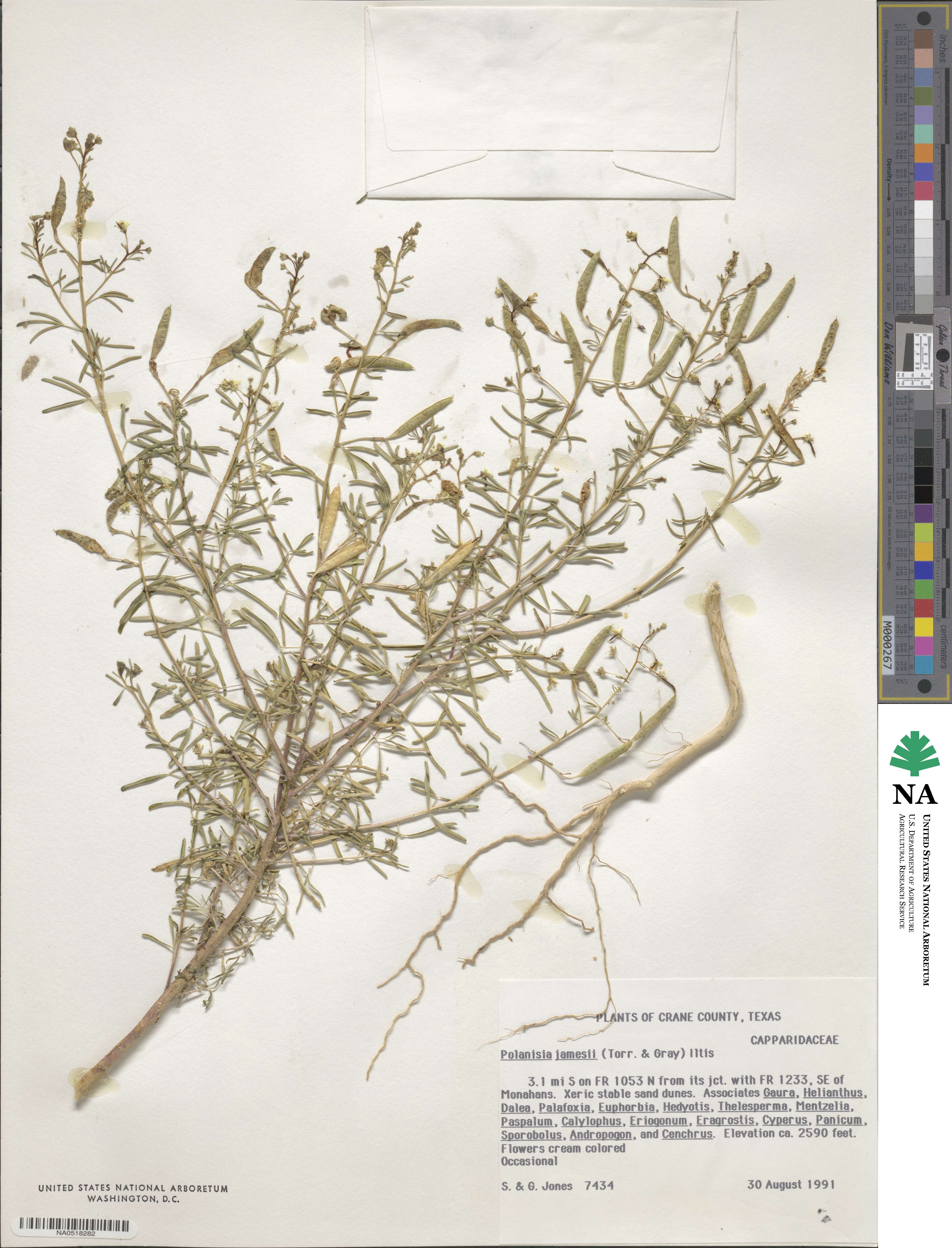 Polanisia jamesii image