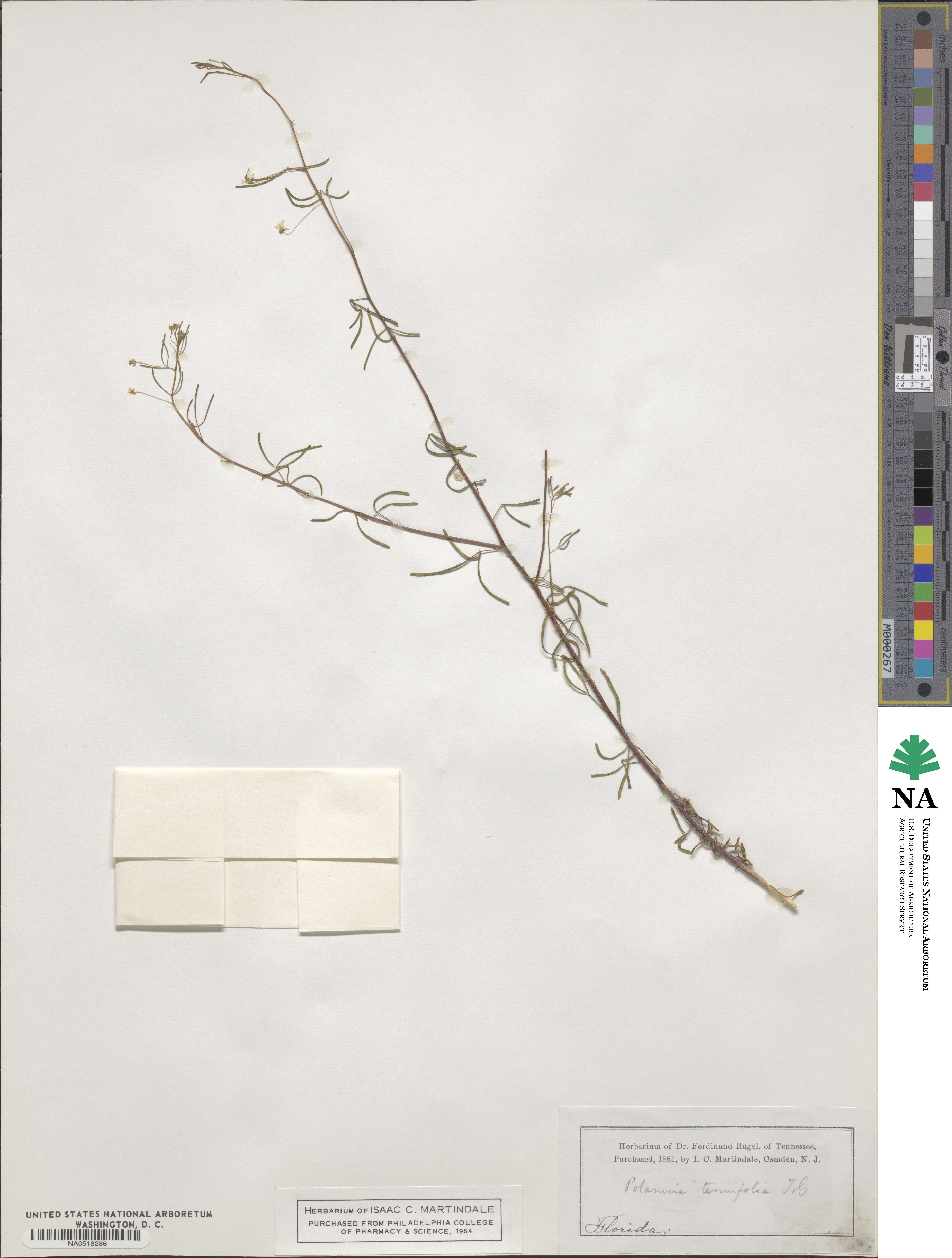 Polanisia tenuifolia image