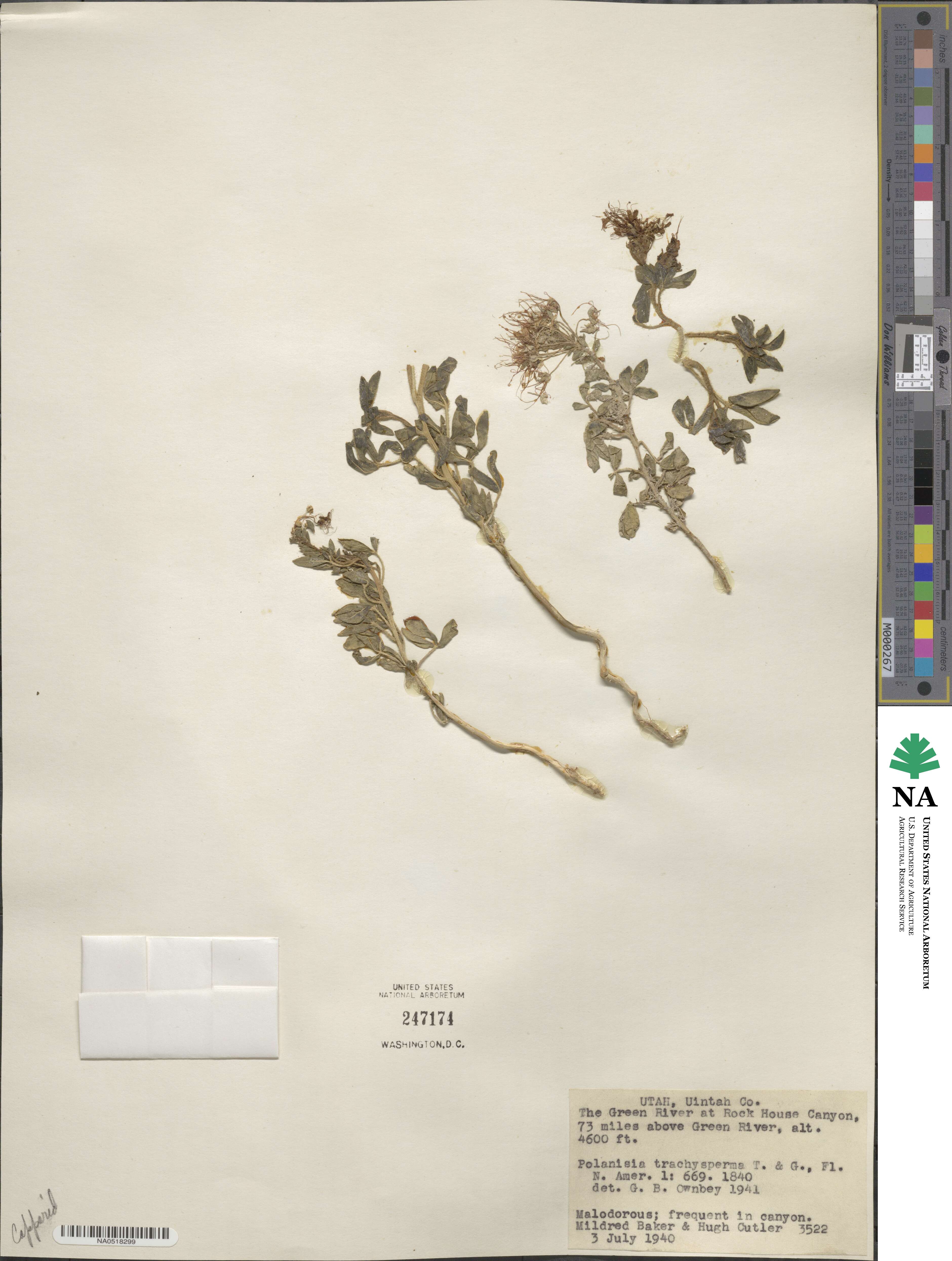 Polanisia dodecandra image
