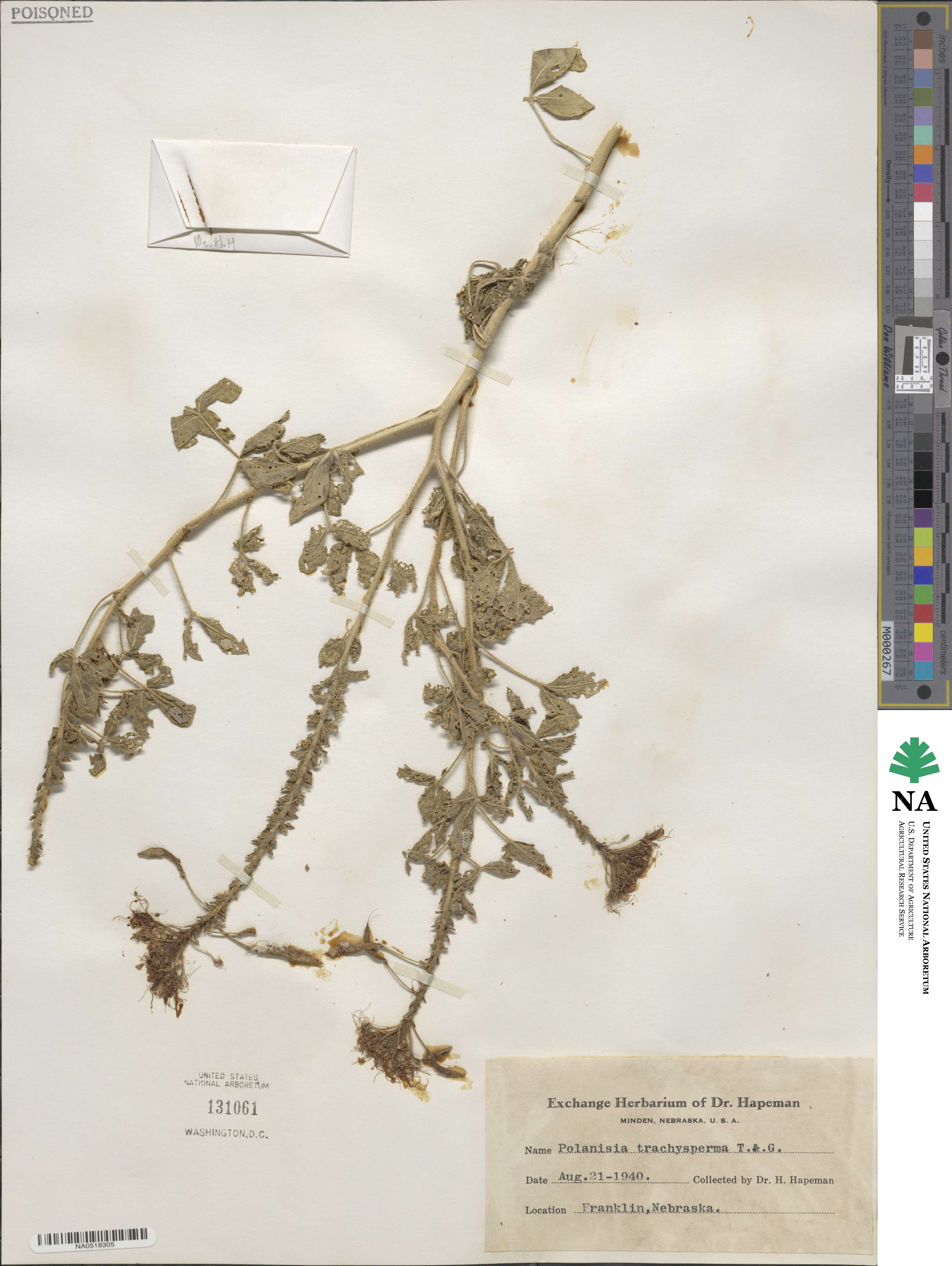Polanisia dodecandra subsp. trachysperma image