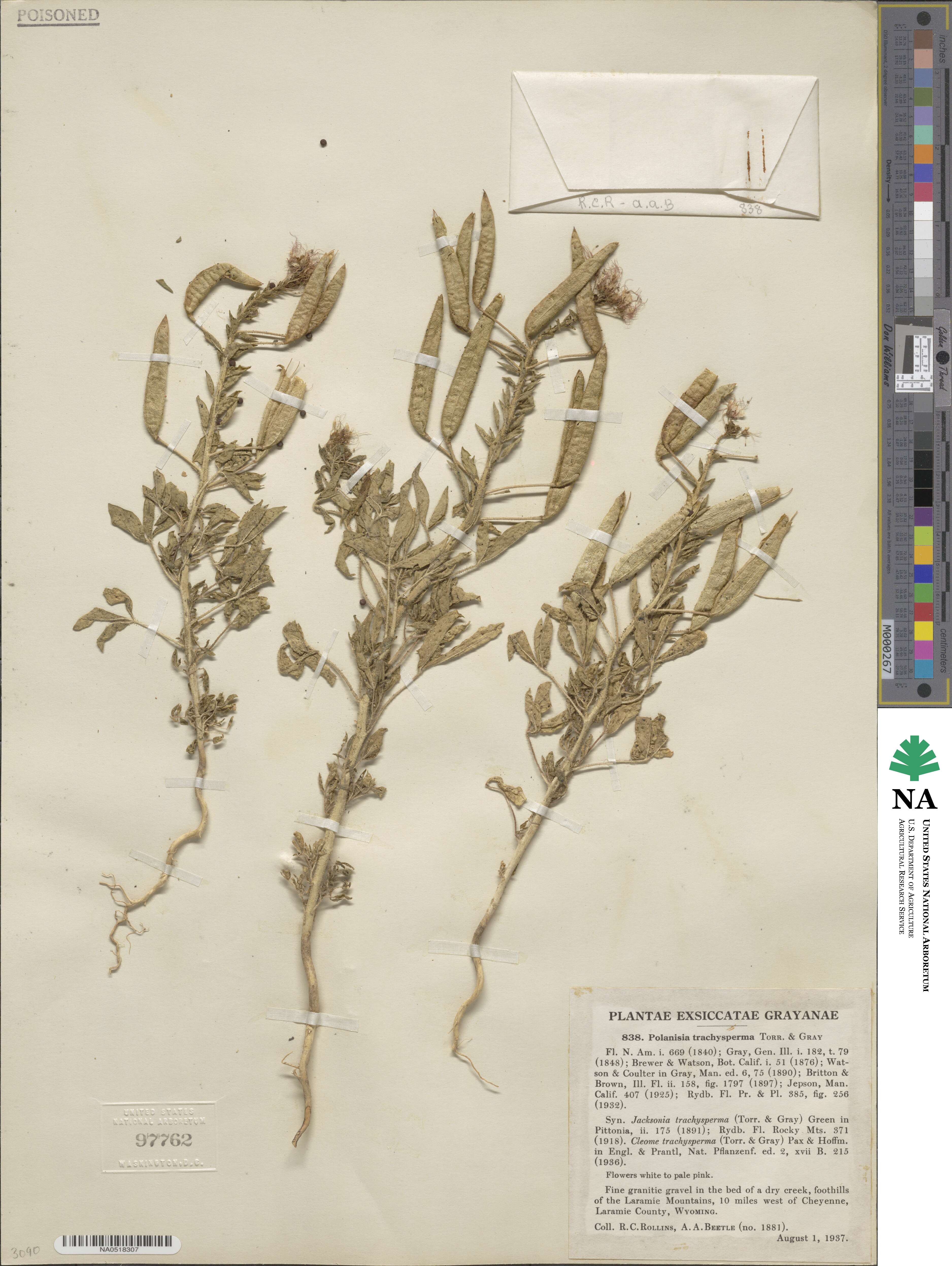 Polanisia dodecandra image