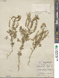 Polanisia dodecandra image