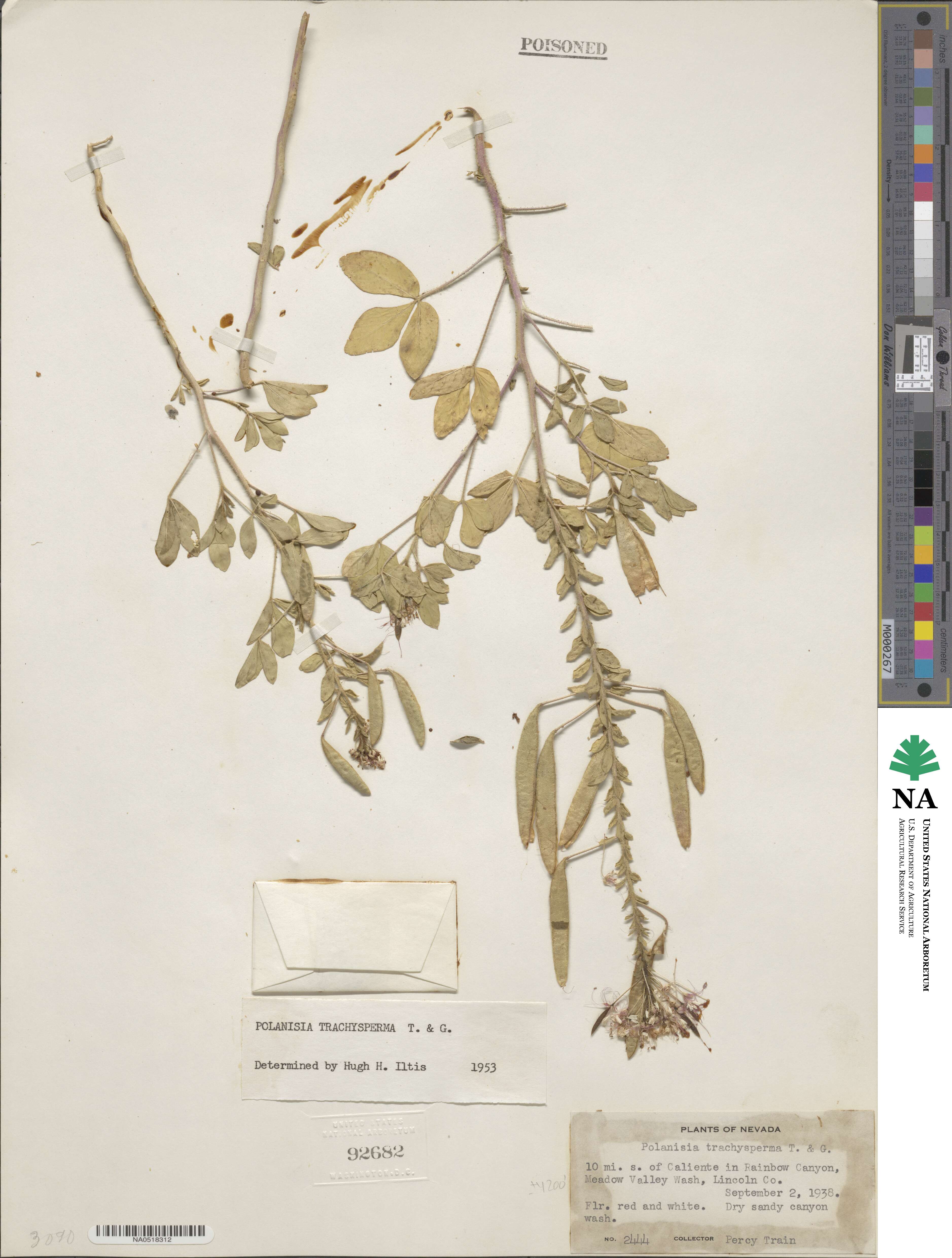 Polanisia dodecandra subsp. trachysperma image