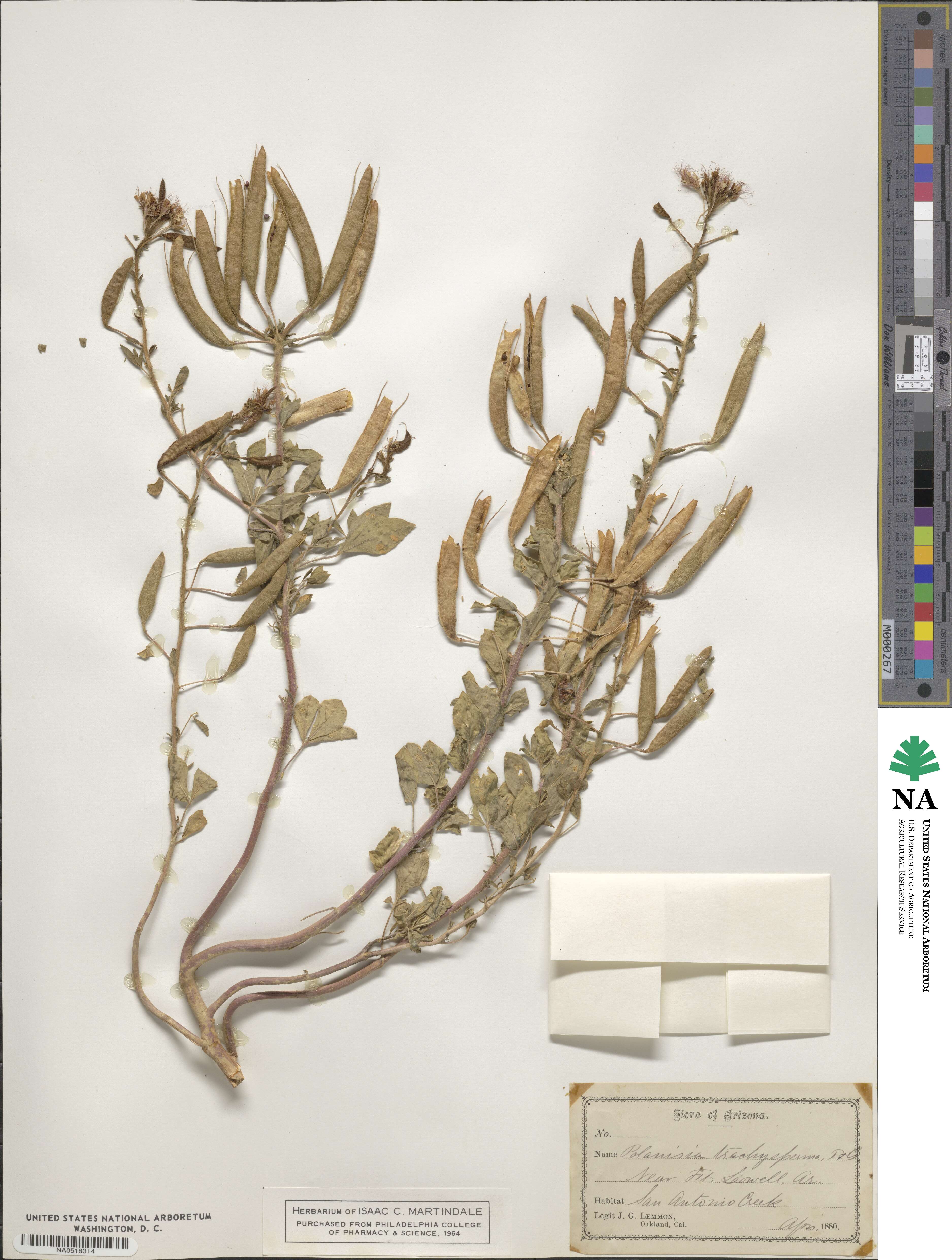 Polanisia dodecandra subsp. trachysperma image