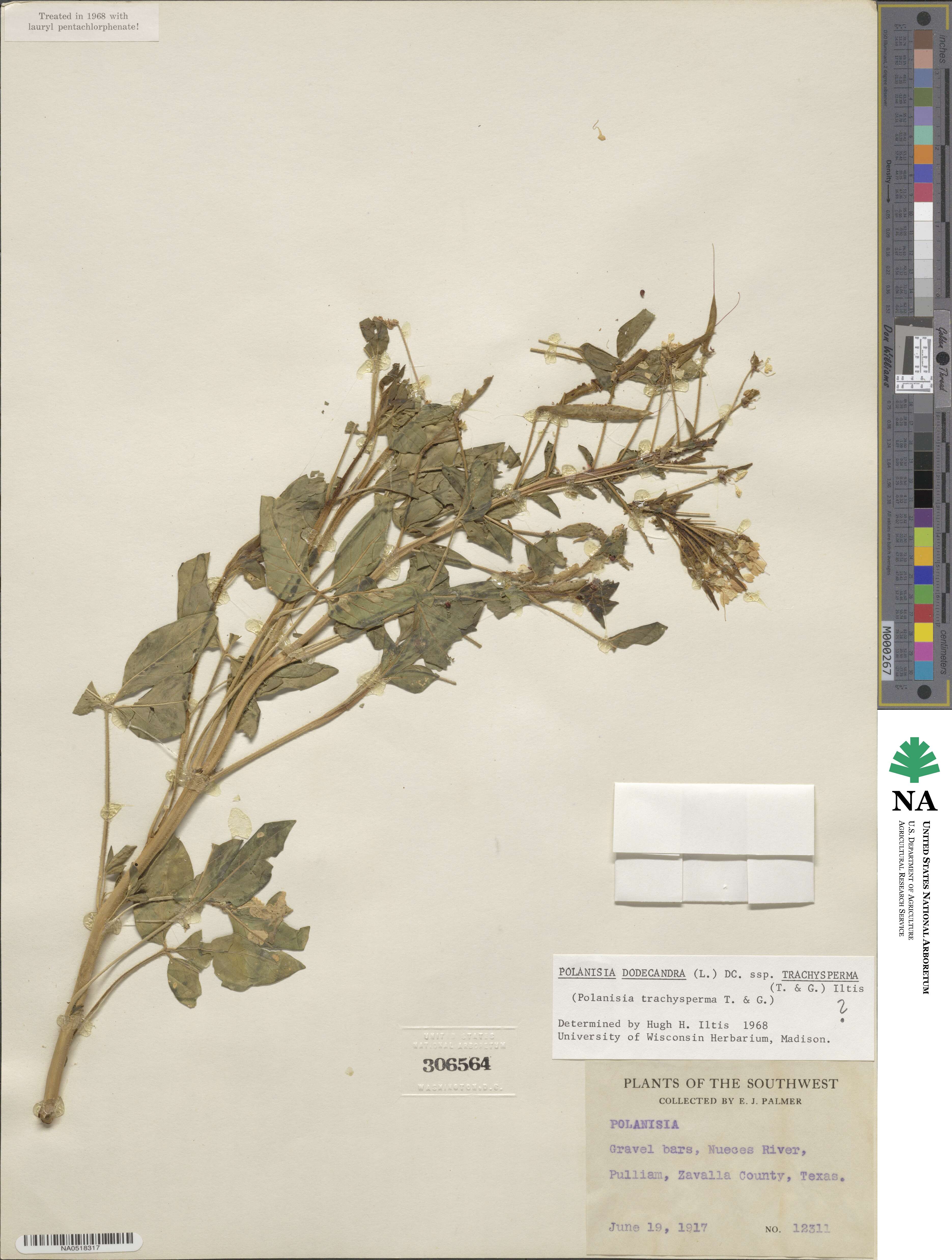 Polanisia dodecandra subsp. trachysperma image