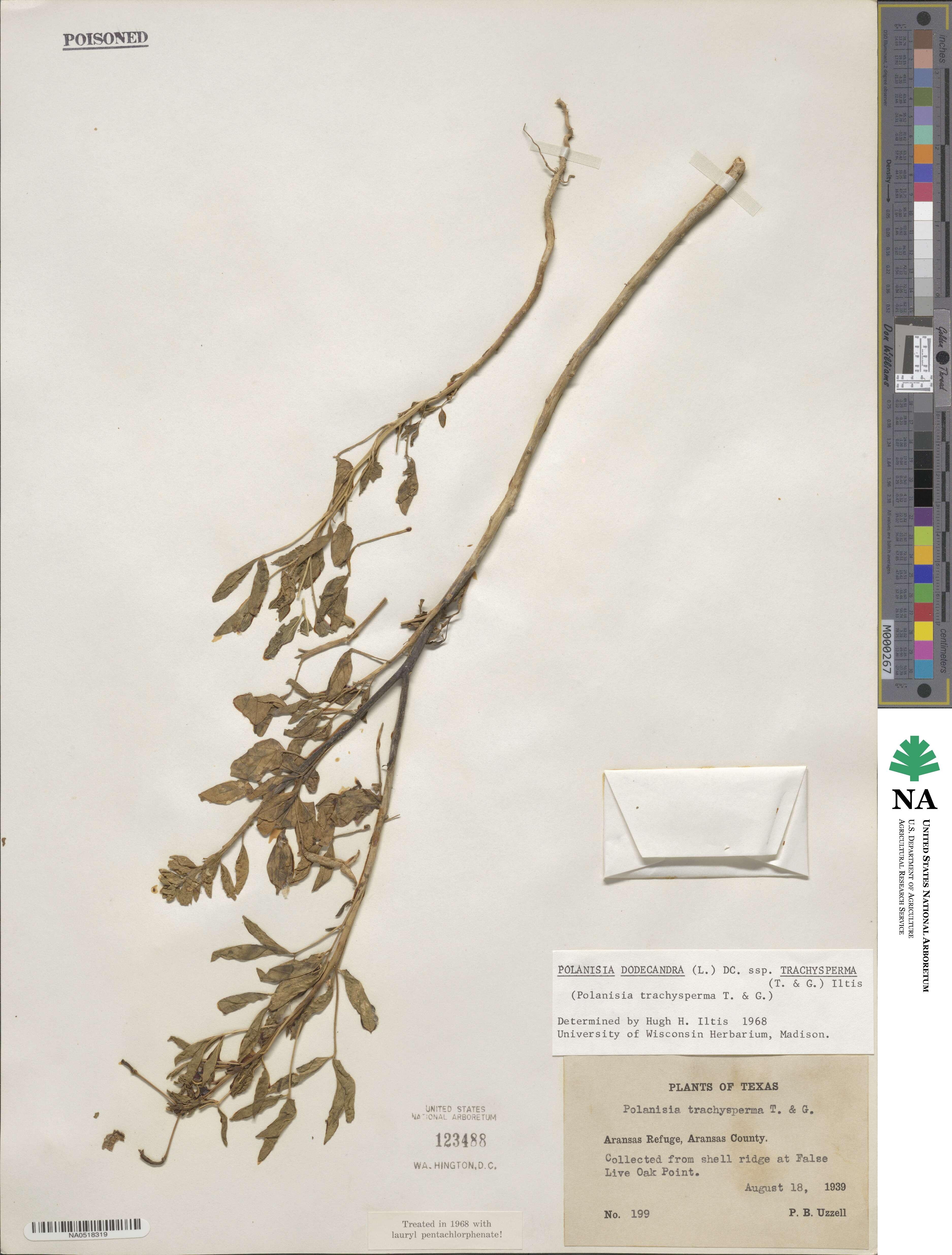 Polanisia dodecandra image