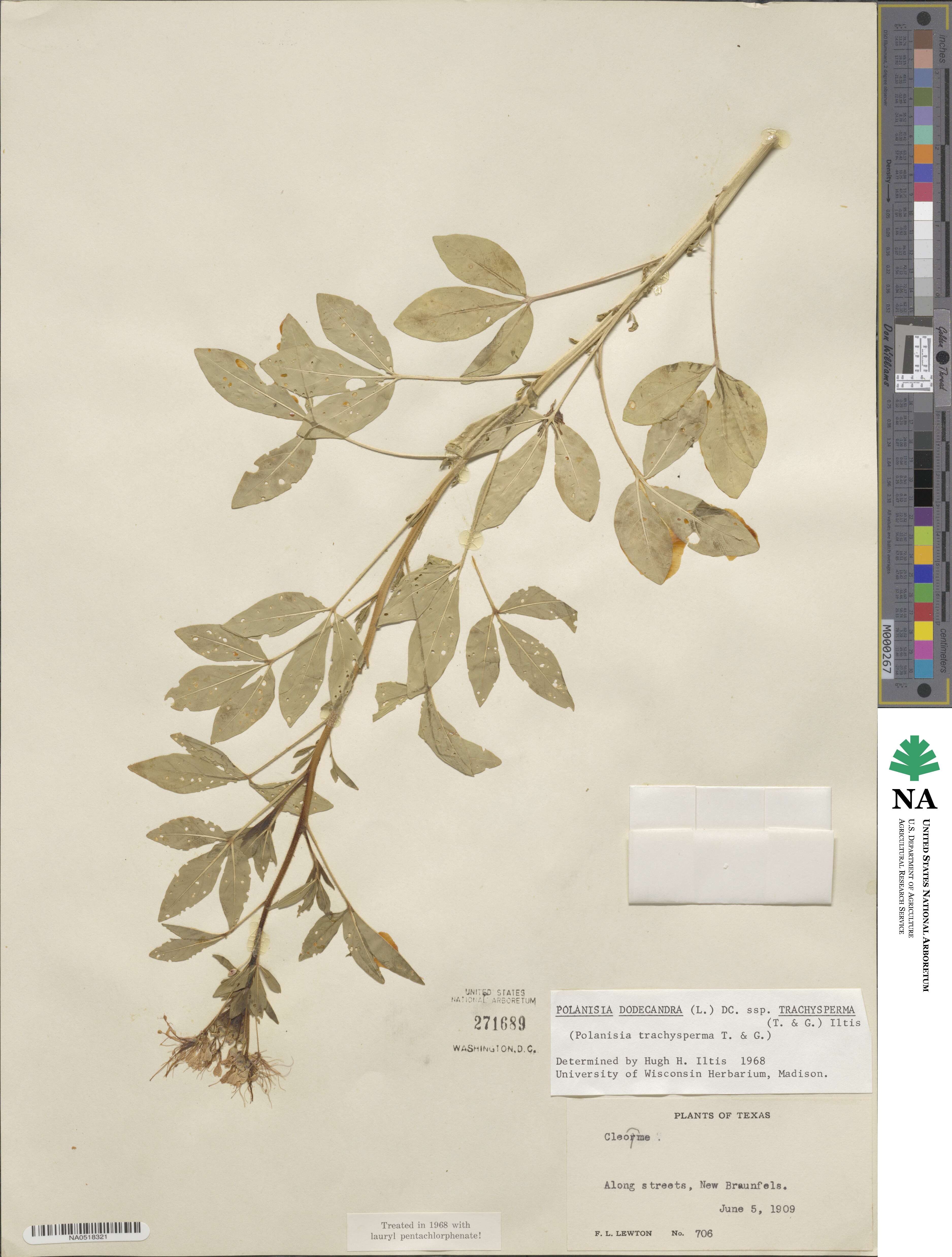 Polanisia dodecandra subsp. trachysperma image