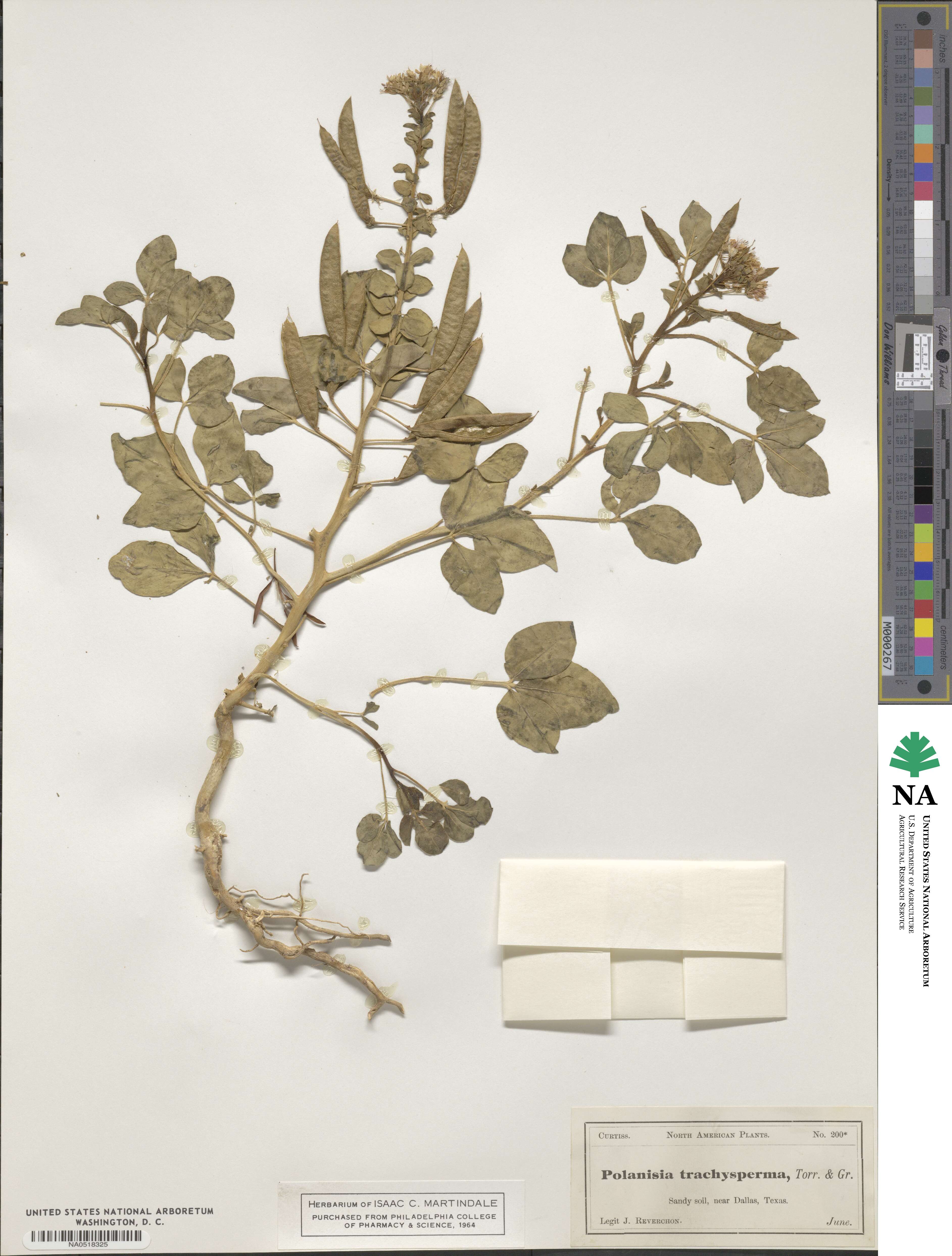 Polanisia dodecandra subsp. trachysperma image
