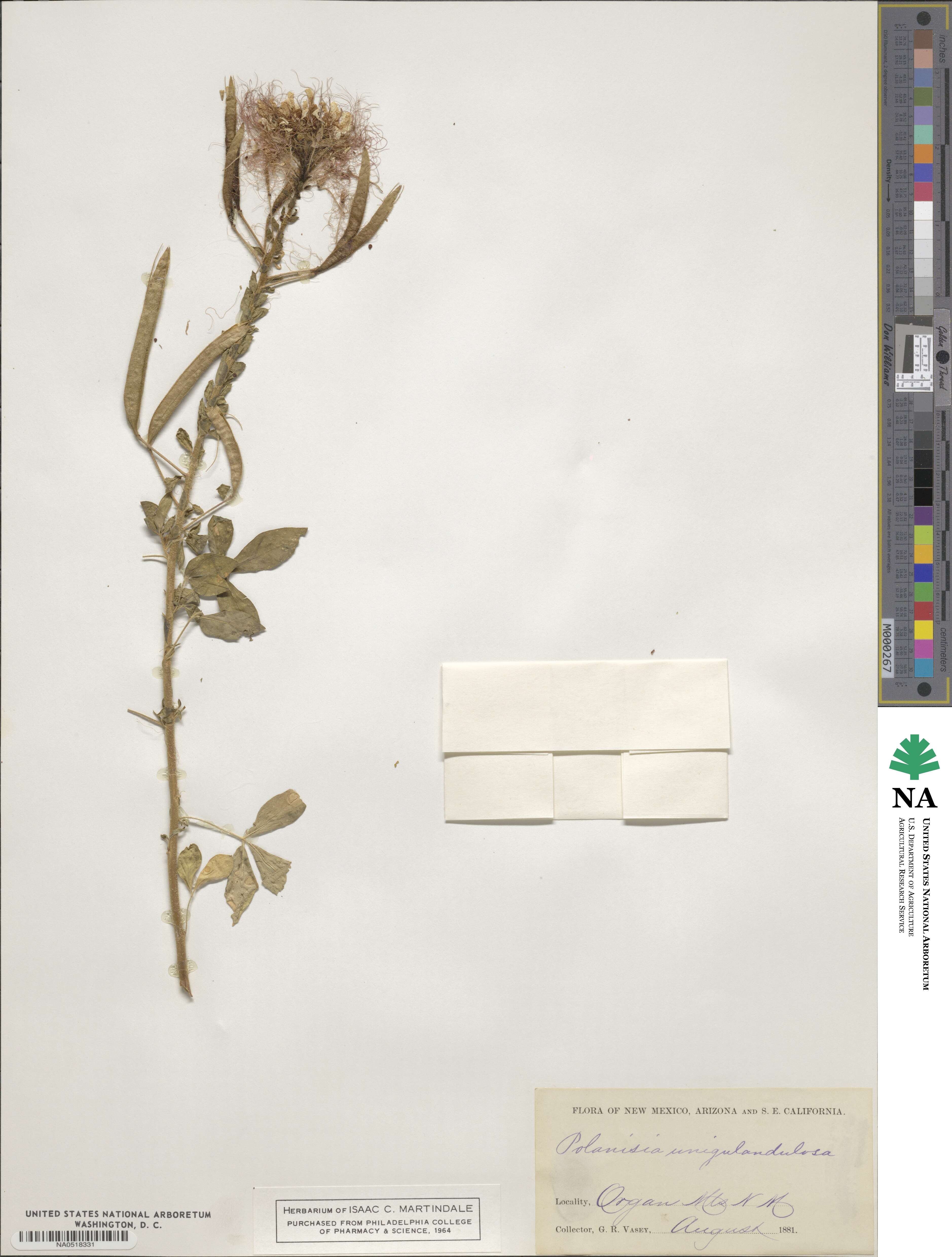 Polanisia uniglandulosa image