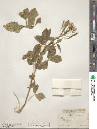 Polanisia dodecandra image