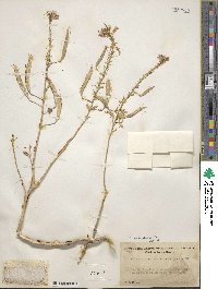 Polanisia dodecandra image
