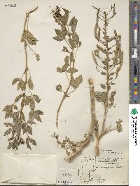 Polanisia dodecandra image