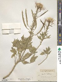 Polanisia uniglandulosa image