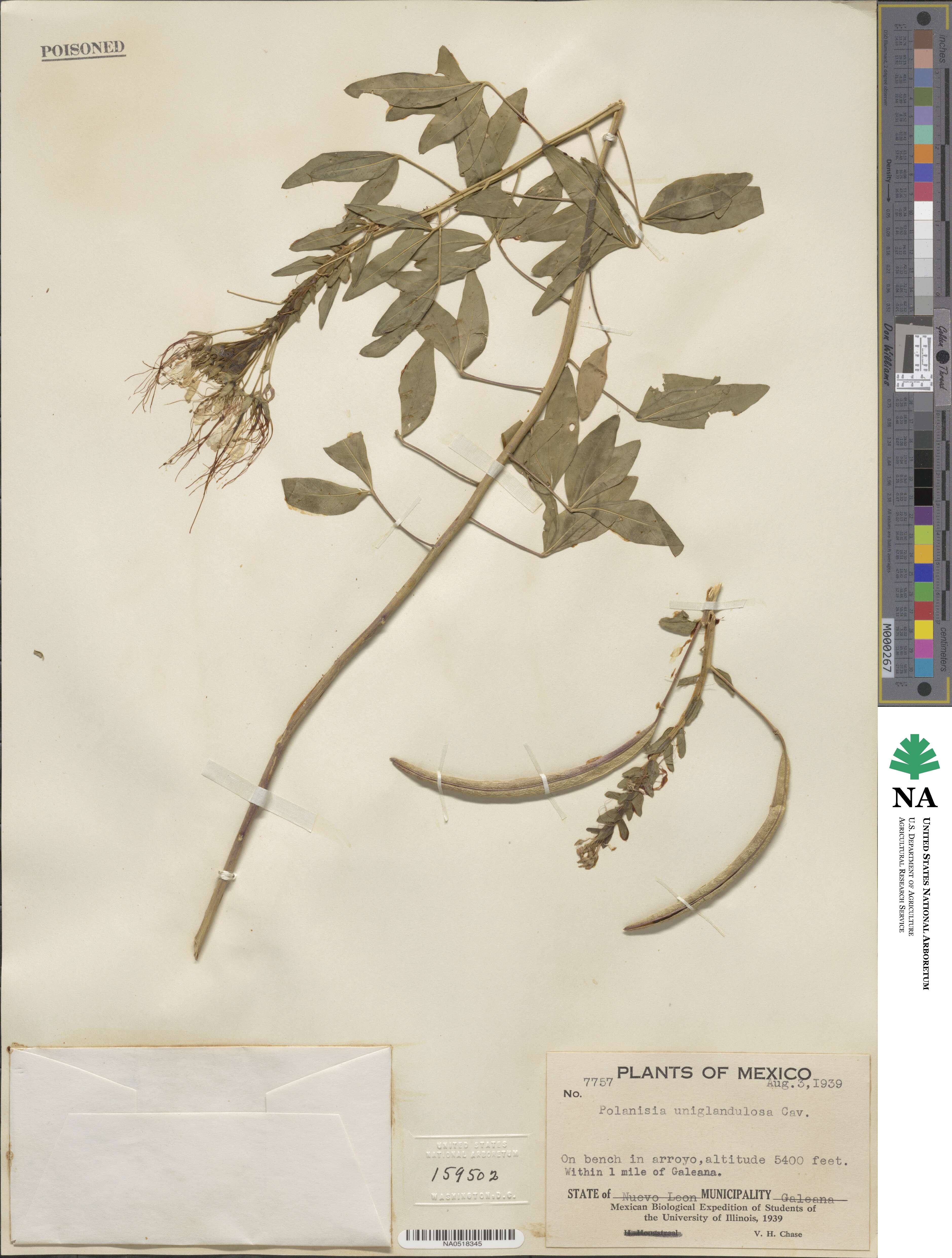 Polanisia uniglandulosa image