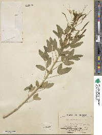 Polanisia uniglandulosa image