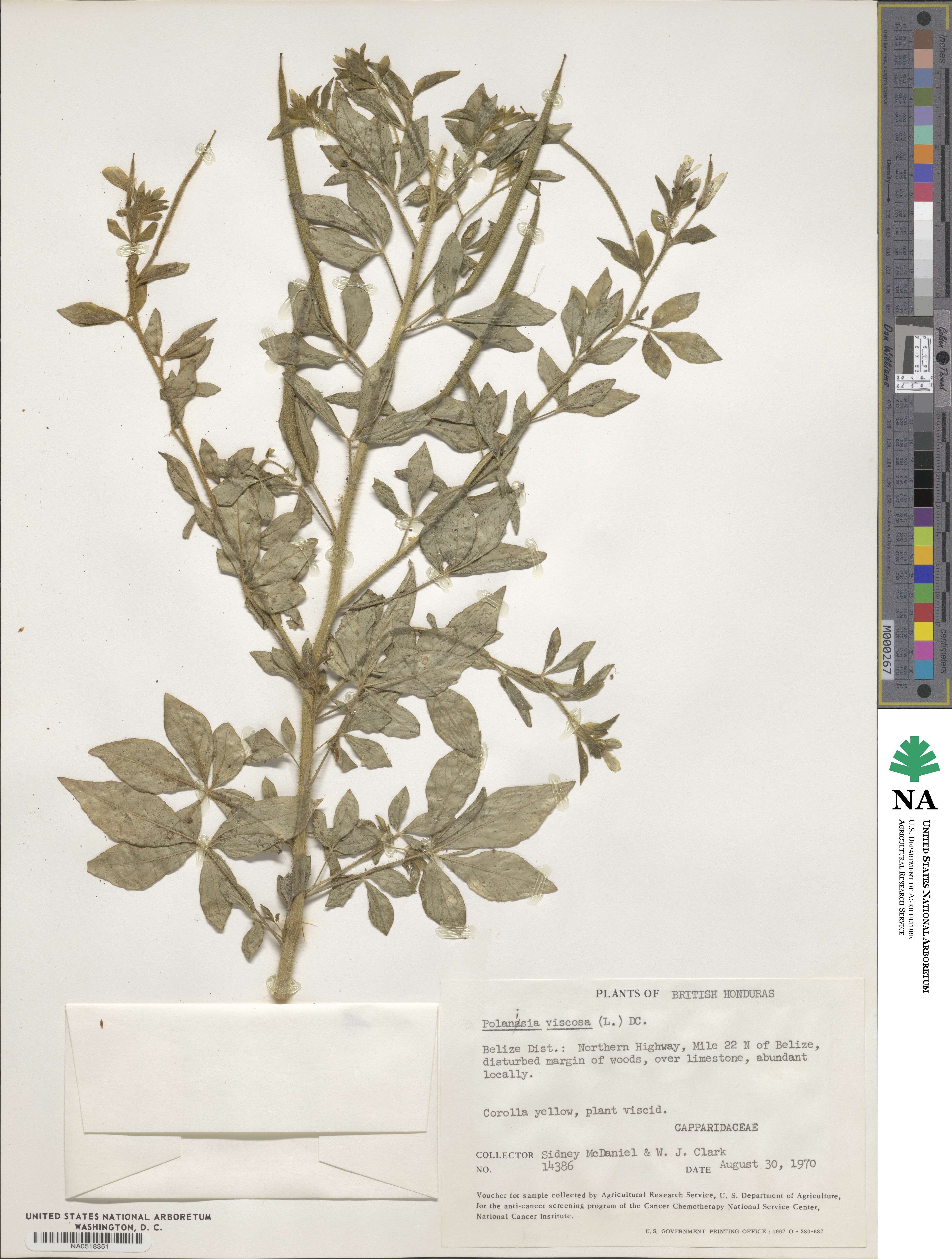 Arivela viscosa image