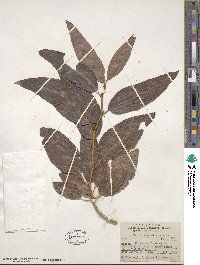 Populus × acuminata image