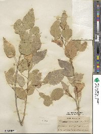 Populus × acuminata image