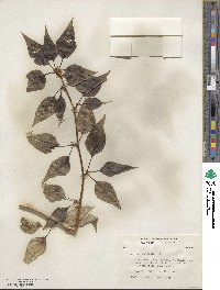 Populus × acuminata image