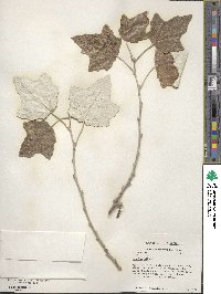 Populus alba image