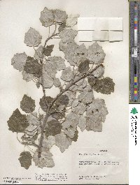 Populus alba image