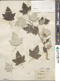 Populus alba image