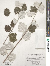 Populus alba image