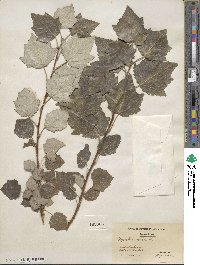 Populus alba image