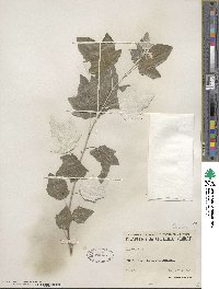 Populus alba image