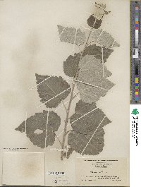 Populus alba image