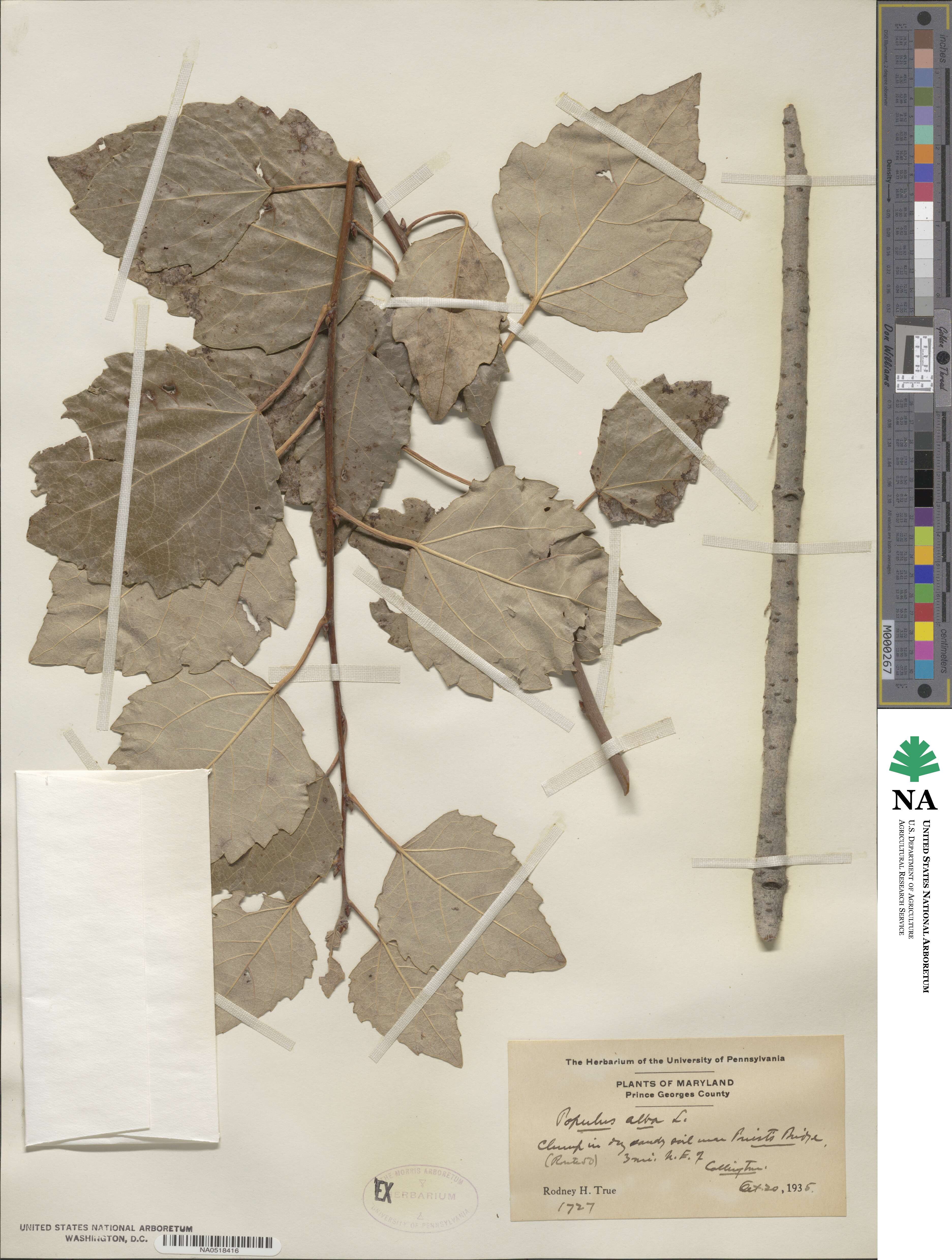 Populus alba image