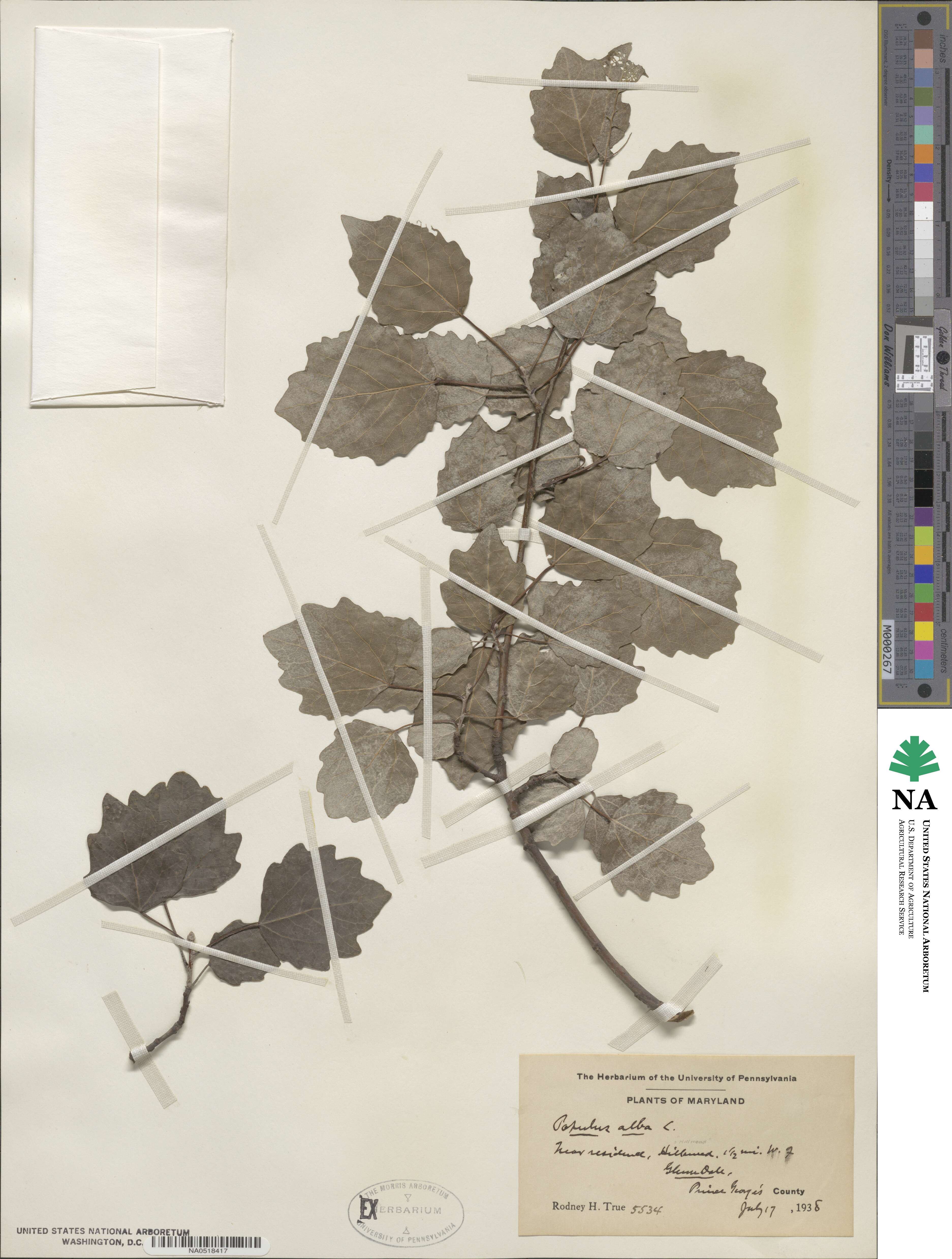Populus alba image