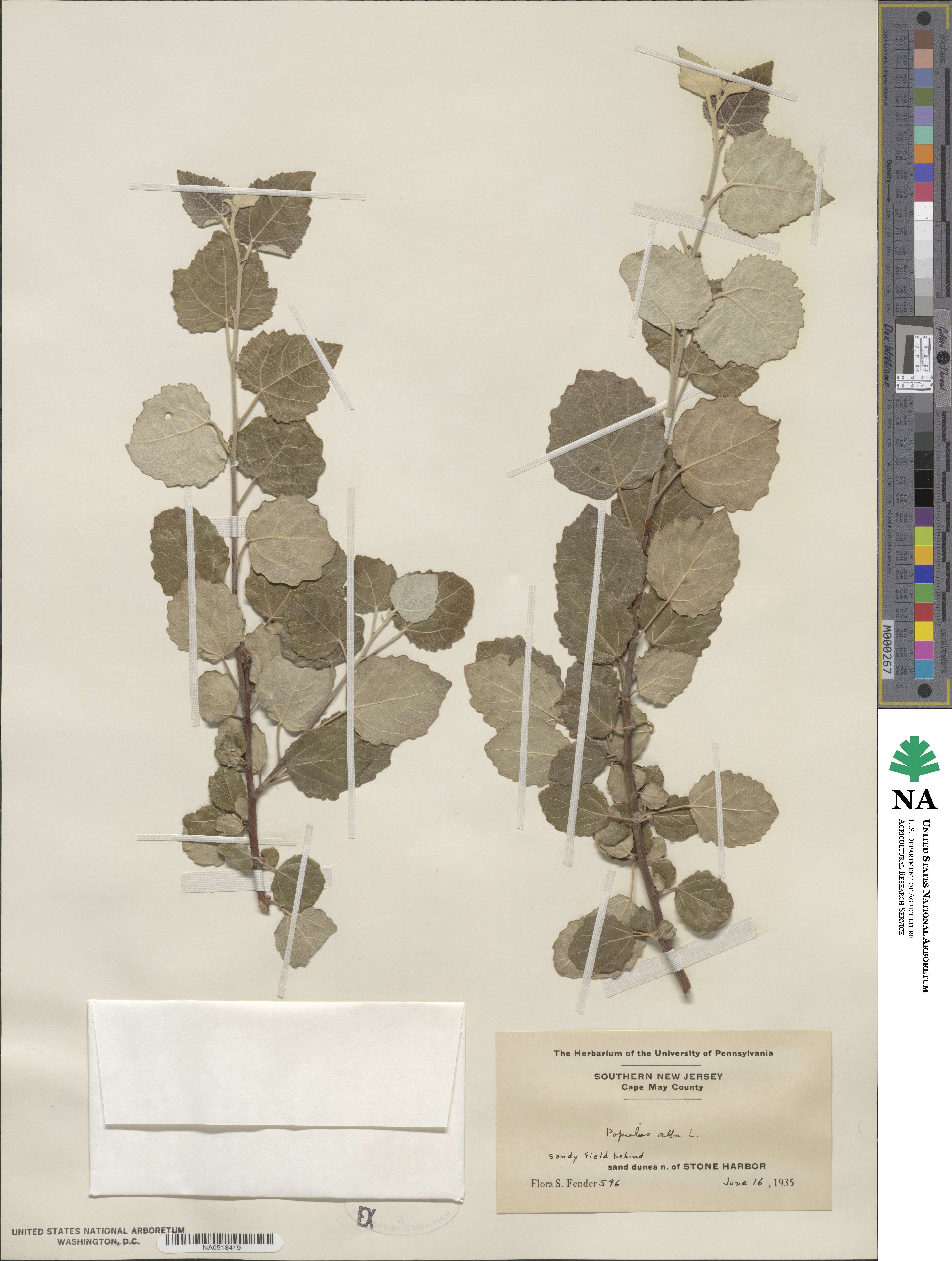 Populus alba image