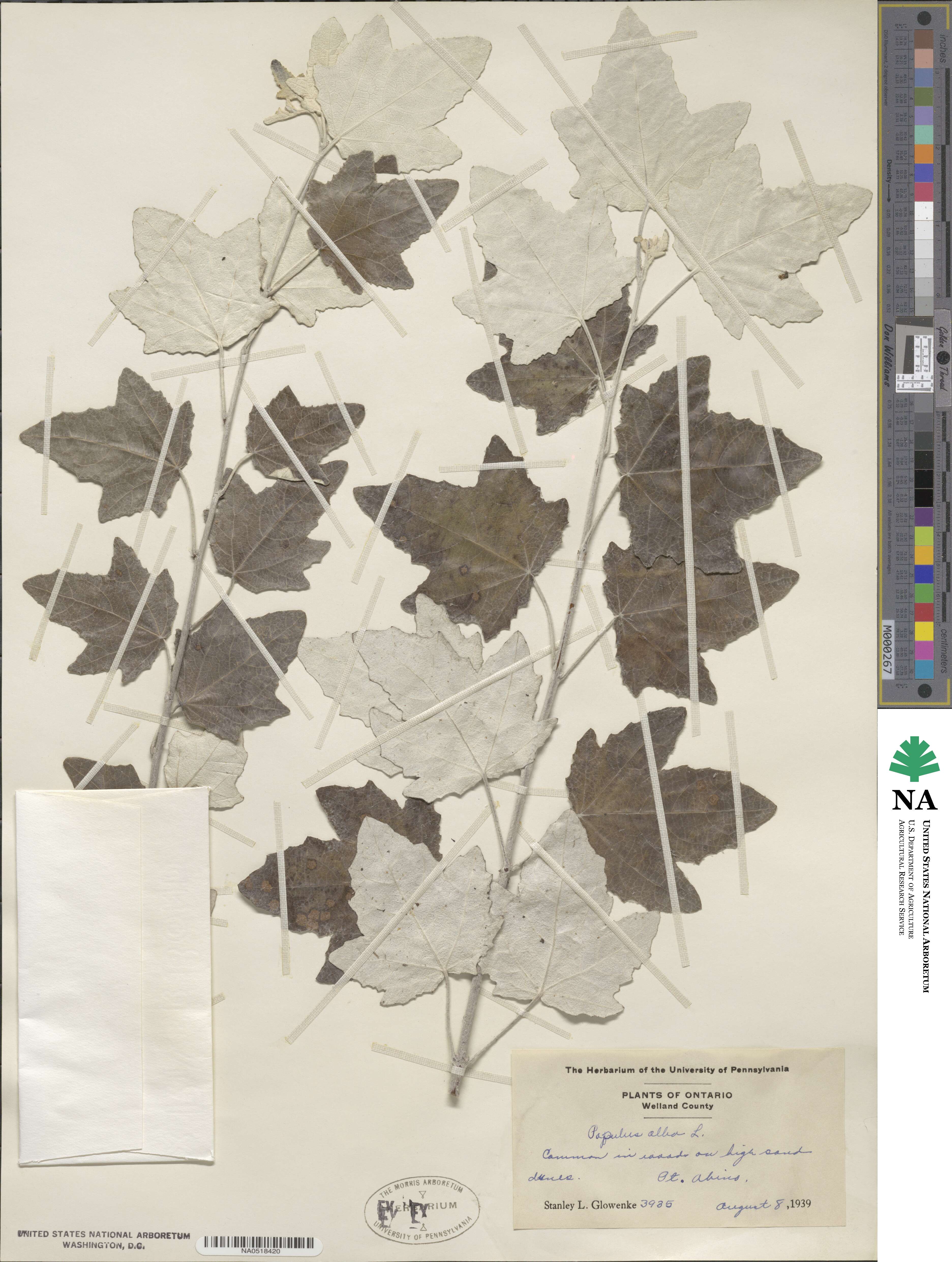 Populus alba image