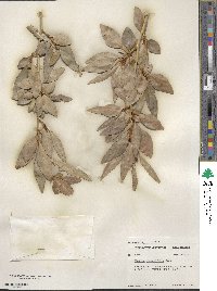 Populus angustifolia image