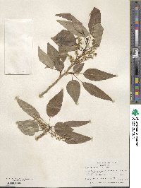 Populus angustifolia image