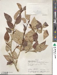 Populus angustifolia image