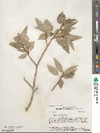 Populus angustifolia image