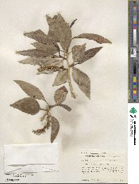 Populus angustifolia image