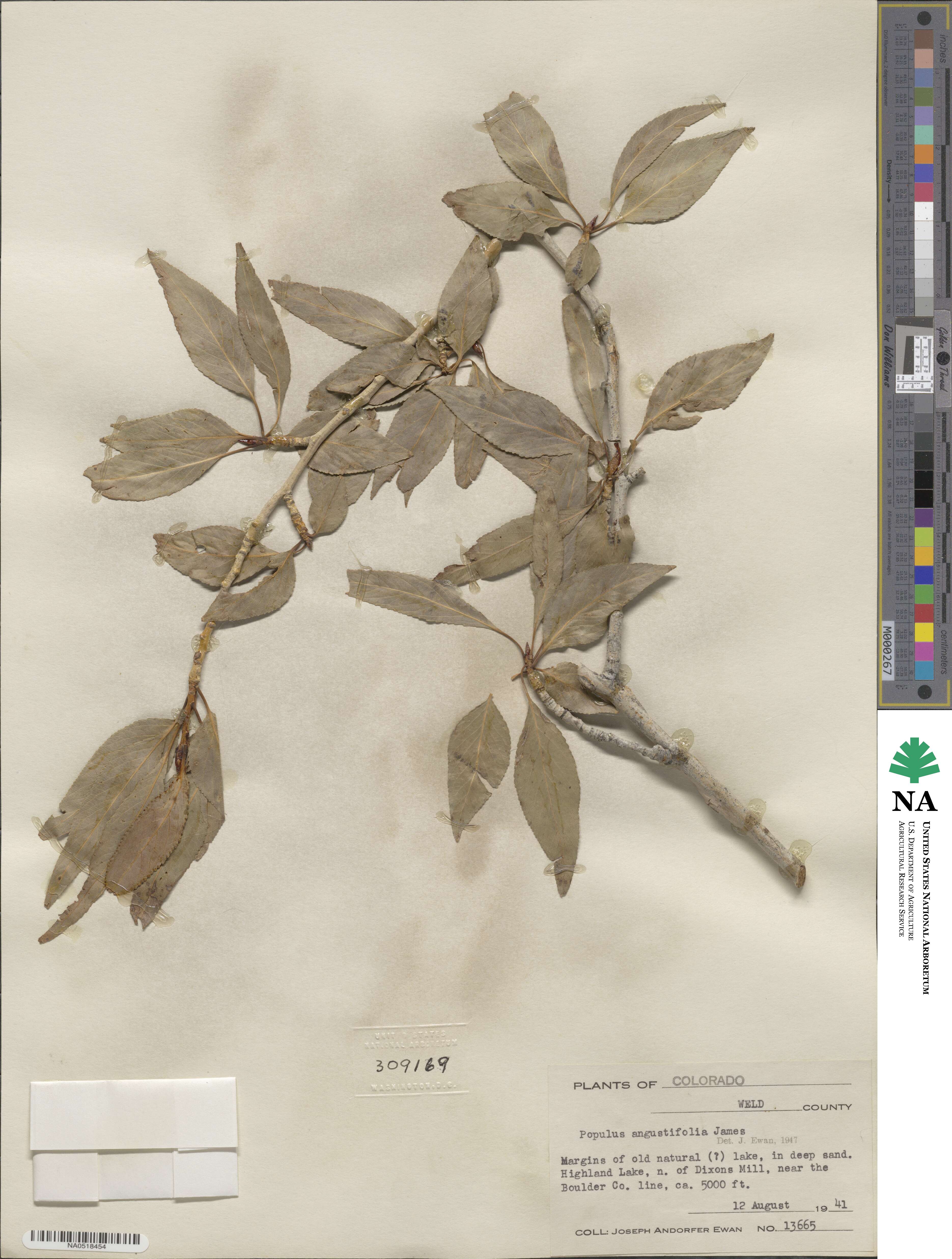 Populus angustifolia image