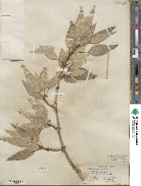 Populus angustifolia image