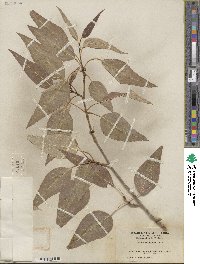 Populus angustifolia image