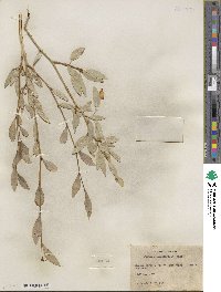 Populus angustifolia image